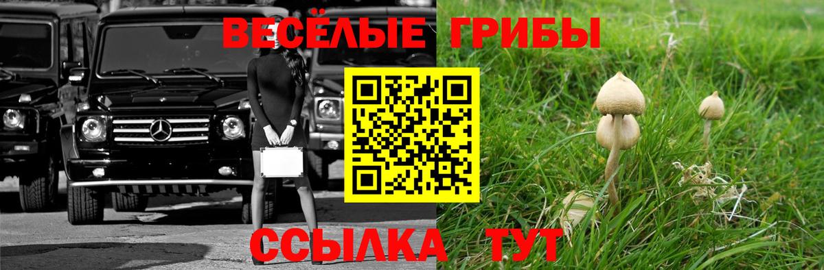 Галлюциногенные грибы Psilocybe Пенза
